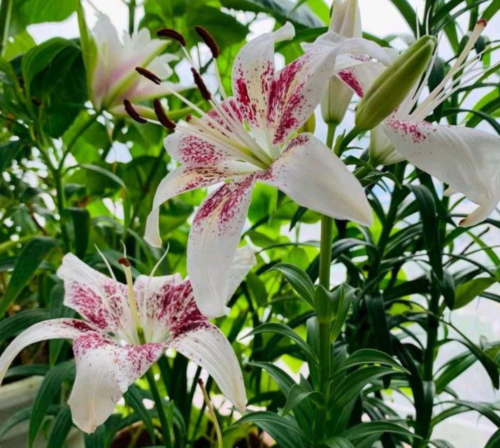 百合花能养多久