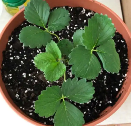 草莓怎么缓苗 缓苗时间与方法