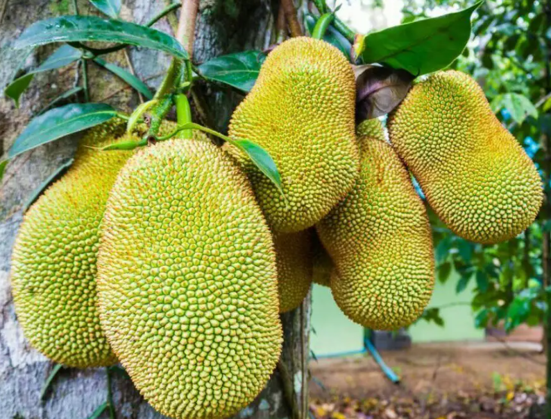 菠萝蜜种植技术与管理方法 高产栽培技术