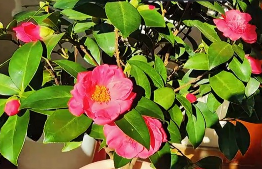 茶花怕太阳晒吗