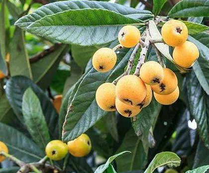 枇杷种植技术与管理方法 高产栽培技术