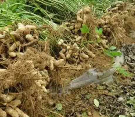 花生几天出苗 播种后多长时间出苗