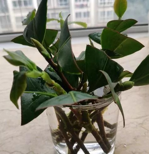 茶花可以水培吗  水培养殖方法和注意事项