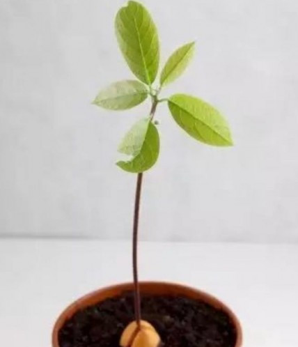 牛油果种子几天发芽