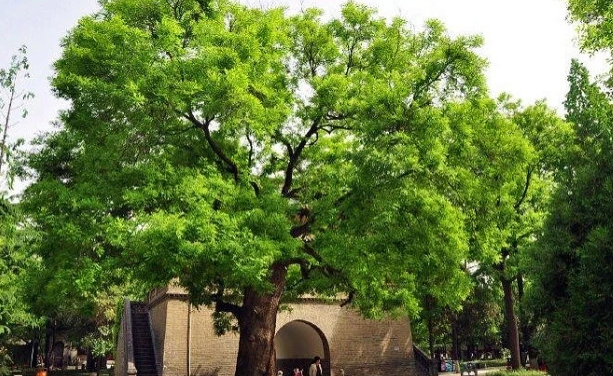 大门口适合种什么树