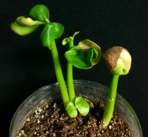 发财树种子几天发芽