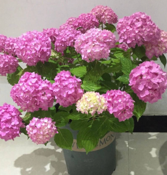 绣球花怎么养长的好 家庭养殖方法