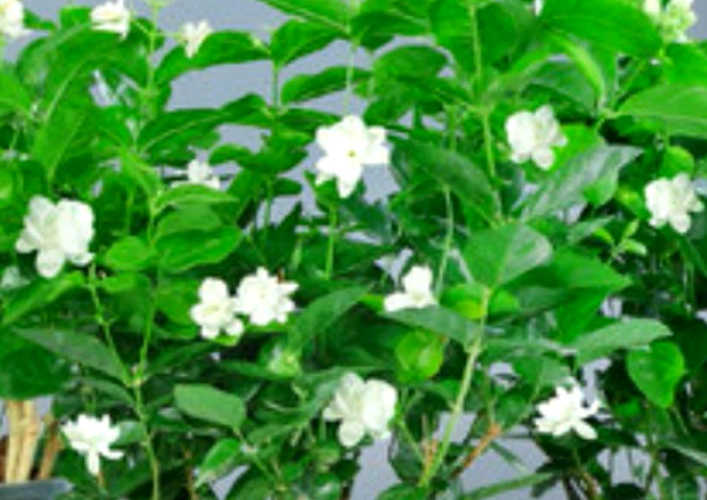 茉莉花怎么养长的好 家庭养殖方法