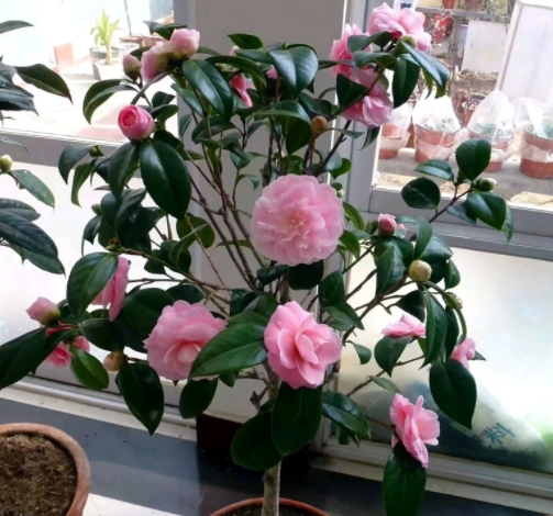 茶花怎么养家庭养法 茶花家里养殖方法