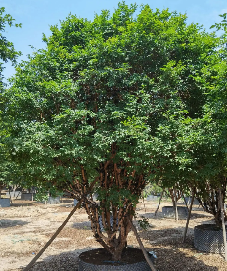 嘉宝果树施什么肥最好 适合用什么肥料