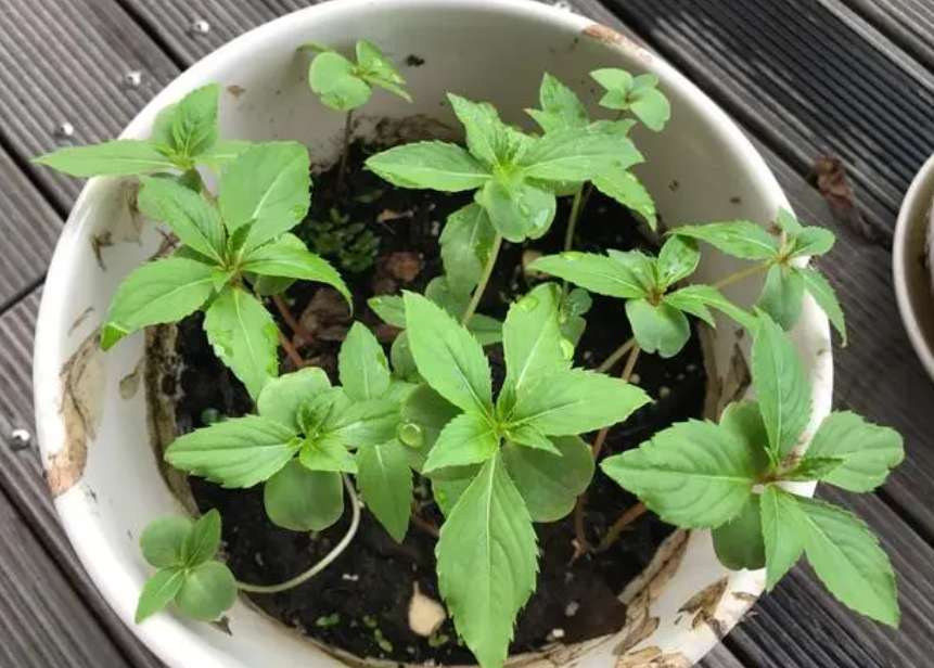 凤仙花种子几天发芽