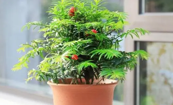 红豆杉的养殖方法和注意事项有哪些