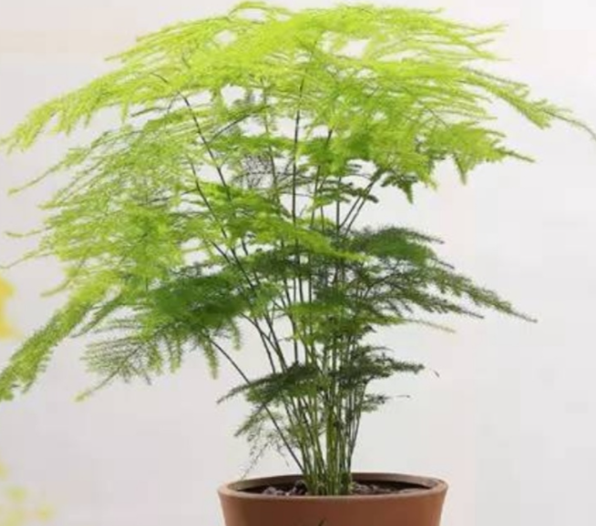 文竹能晒太阳吗 可以放在阳光下晒吗