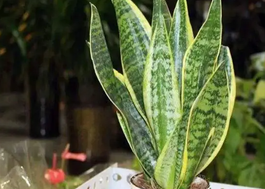 虎皮兰能晒太阳吗 可以放在阳光下晒吗