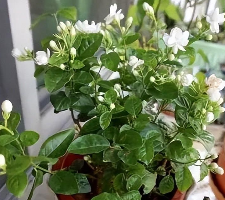 茉莉花能晒太阳吗 可以放在阳光下晒吗