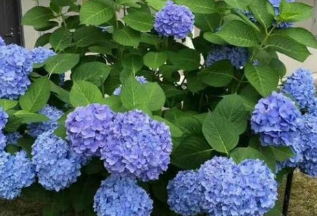绣球花配土方法与比例 用什么土养最合适