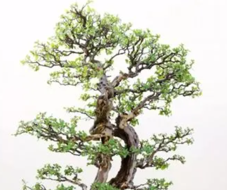 雀梅盆景配土方法与比例是什么