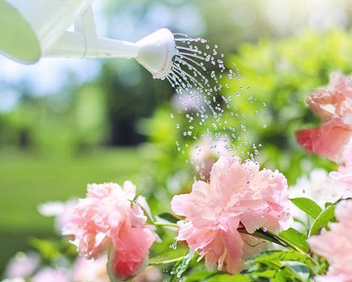 阿司匹林可以浇花吗 适合浇什么花呢