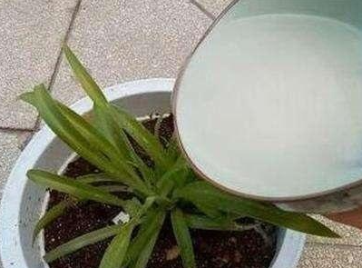 牛奶可以浇花吗