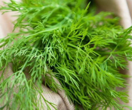 茴香种植时间和方法是什么