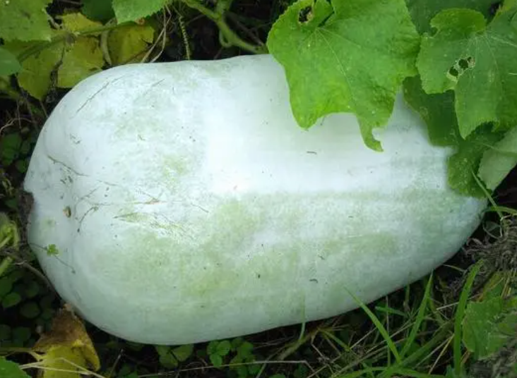 冬瓜种植时间和方法是什么