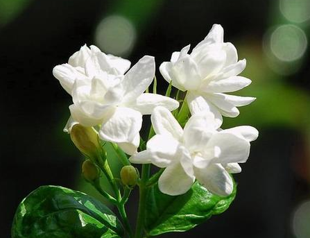 茉莉花老桩怎么养