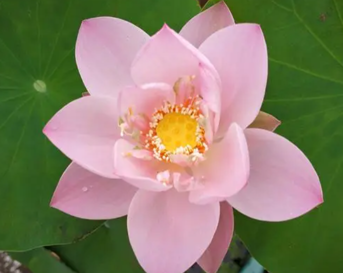 碗莲冬天怎么养护