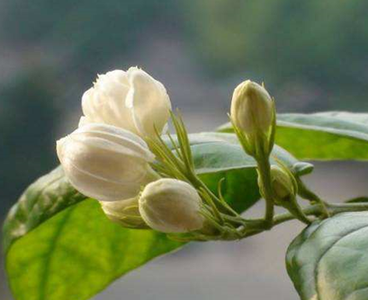 茉莉花生长温度是多少
