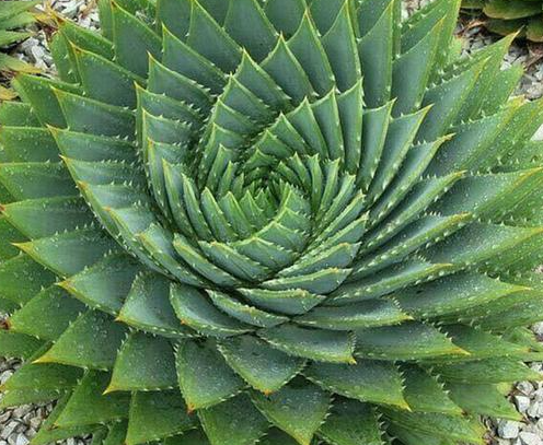 芦荟生长温度是多少