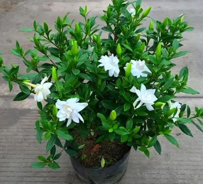 盆栽栀子花怎么养 养殖方法