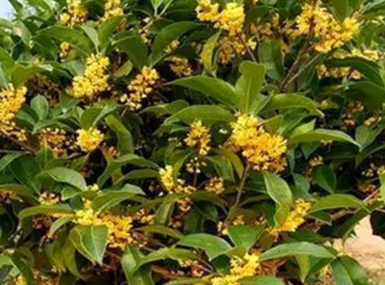桂花树生长速度快吗 一年能长多少