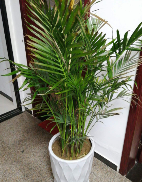 散尾葵生长速度快吗 一年能长多少