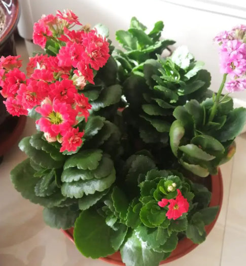 长寿花好养活吗 容易养活吗