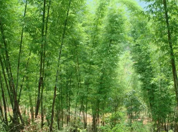 毛竹生长速度快吗 一年能长多少