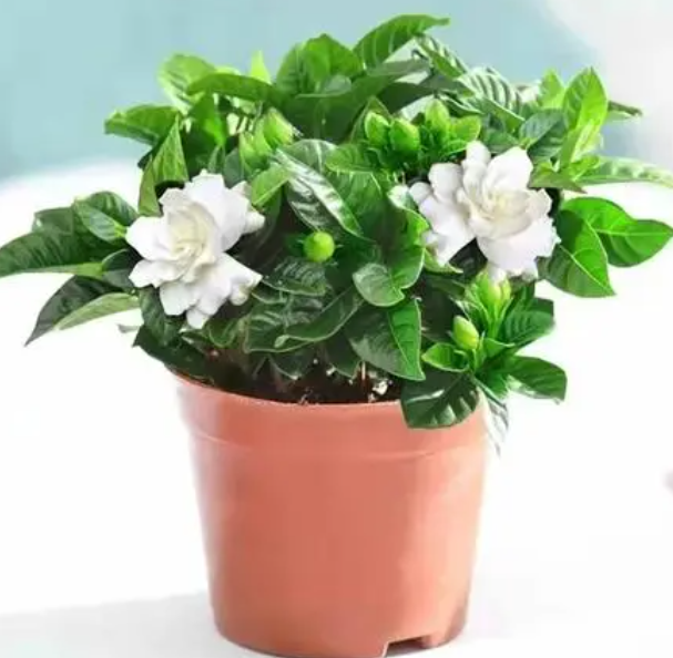 栀子花好养活吗 容易养活吗