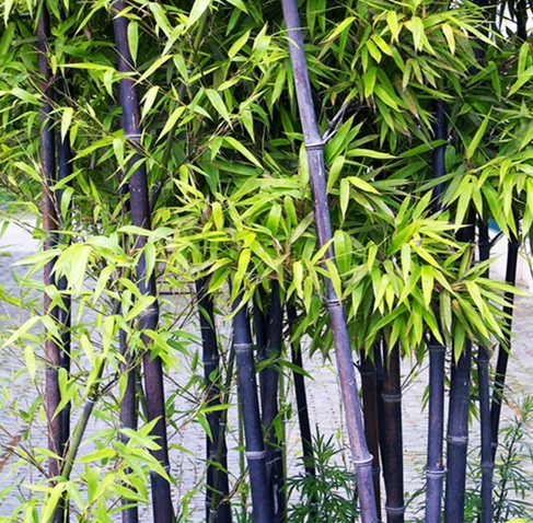 紫竹怎么养才能更旺盛