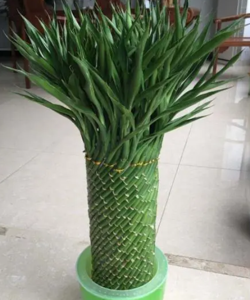 招财竹怎么养才能更旺盛