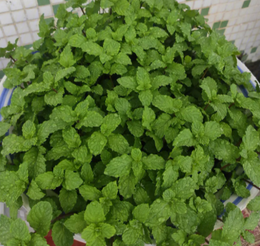 薄荷怎么养长的好 家庭养殖方法