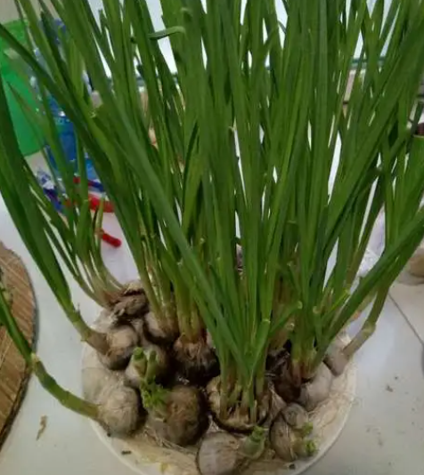 大蒜的生长周期是多长时间 生长速度快吗