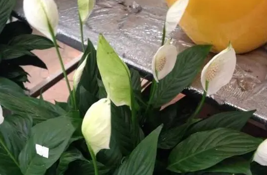 白掌怎么缓苗