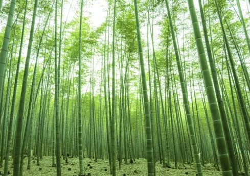 楠竹林套种什么好