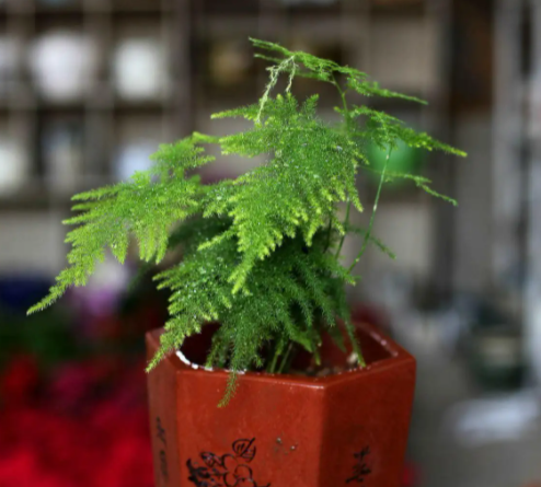 文竹换土时间和方法是什么