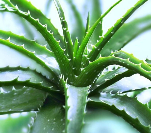 芦荟换土时间和方法是什么
