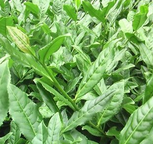 茶叶套种什么好