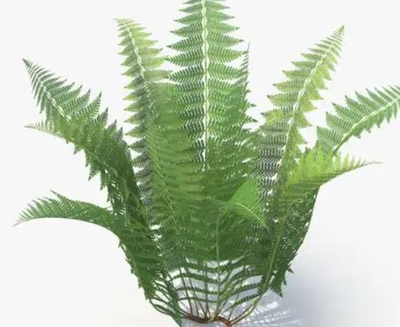 植物换土时间和方法是什么