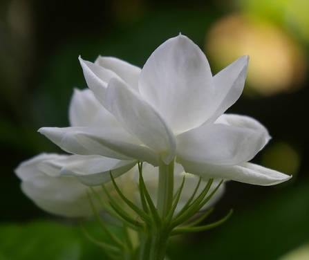 茉莉花换土时间和方法是什么