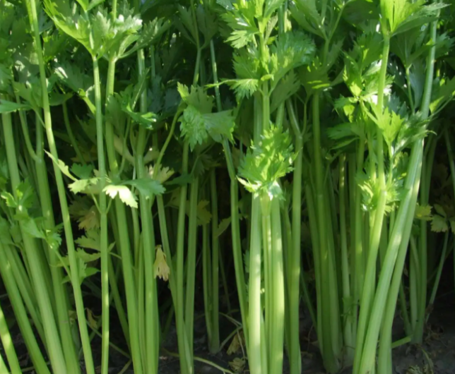 种芹菜用什么肥料好