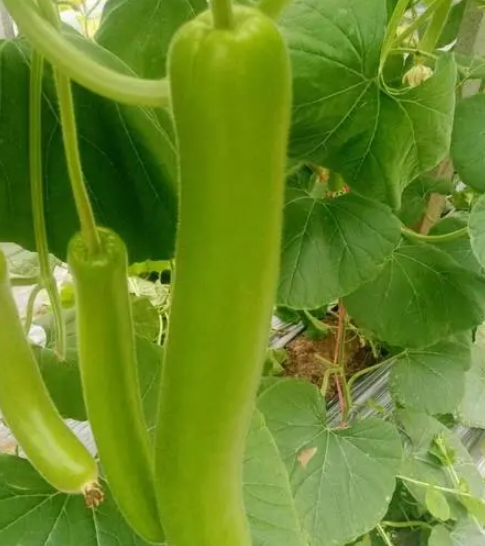 瓠子套种什么好