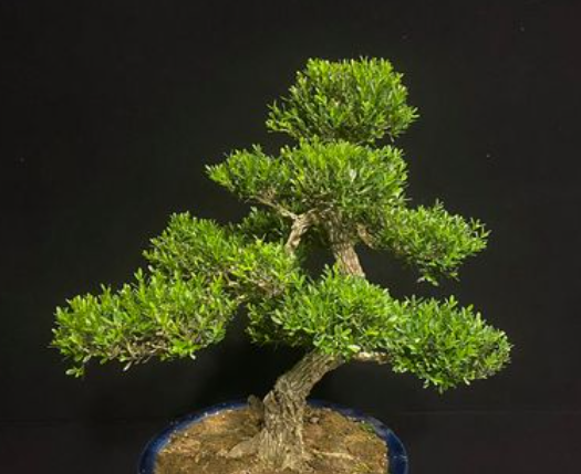 雀舌黄杨盆景怎么养