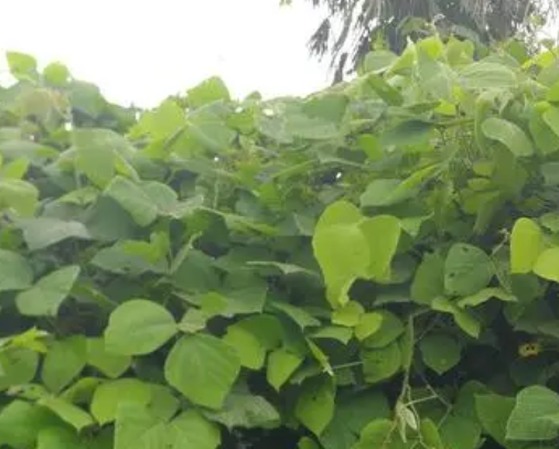 葛根的套种什么好